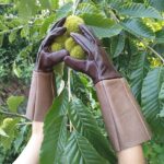 0006588_leather-gardening-gloves-for-men-and-women